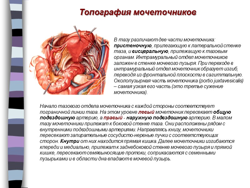 Топография мочеточников Начало тазового отдела мочеточника с каждой стороны соответствует пограничной линии таза. На
